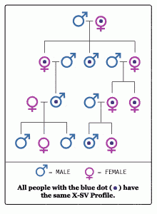 mtDNA Female Lineage DNA Testing - X-SV DNA Testing will test female line to the 3rd or 4th generations.