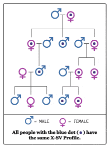 mtDNA Female Lineage DNA Testing - X-SV DNA Testing will test female line to the 3rd or 4th generations.
